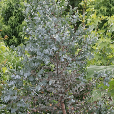 Eucalyptus gunnii Azura - Cider Gum, Distinct Foliage, Evergreen, Compact Size (20-30cm Height Including Pot)
