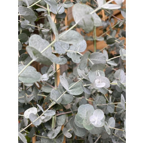 Eucalyptus Gunnii Azura Evergreen Ornamental Tree 4-5ft Tall Large Supplied in a 5 Litre Pot