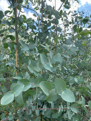Eucalyptus Gunnii Azura Evergreen Ornamental Tree 5-6ft Tall Large Supplied in a 5 Litre Pot