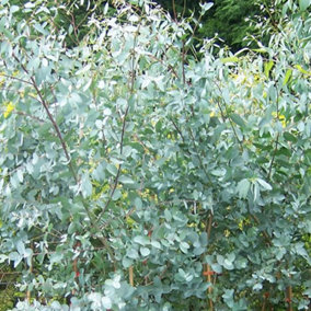 Eucalyptus Gunnii - Fragrant Evergreen Tree, Compact Size, Fast-Growing (20-30cm Height Including Pot)