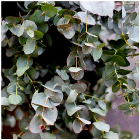 Eucalyptus Gunnii In a 2L Pot, Attractive Bark, Aromatic Foliage 3FATPIGS