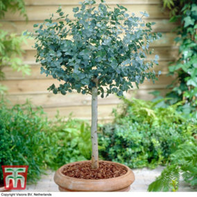 Eucalyptus Gunnii Patio Standard Tree - 17cm Potted Plant x 1