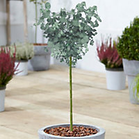 Eucalyptus Gunnii Patio Tree - Stunning Variety, Ideal for UK Gardens, Compact Size (2-3ft)