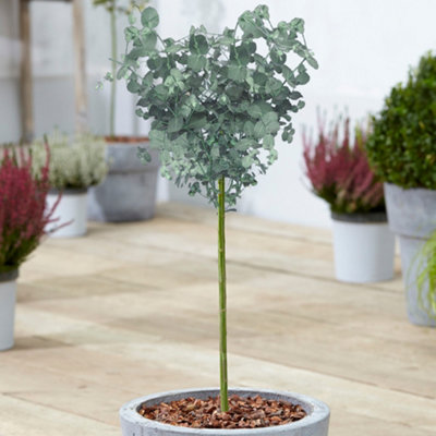 gypsophila plants Gypsophila repens 'Rosea' | Outdoor Plant