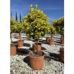 Euonymus Aureomarginata Evergreen Standard Tree 100cm+ Tall Supplied in a 15 Litre Pot