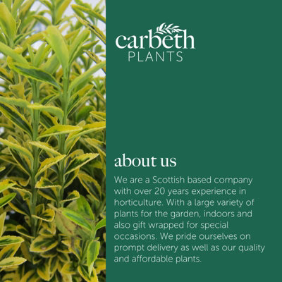 Euonymus Aureus Patio Tree in 7L Pot - 1m Lollipop Stem Japanese