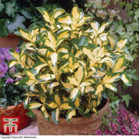Euonymus Blonde Beauty 9cm Potted Plant x 1