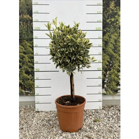 Euonymus Bravo Evergreen Standard Tree 100cm+ Tall Supplied in a 15 Litre Pot