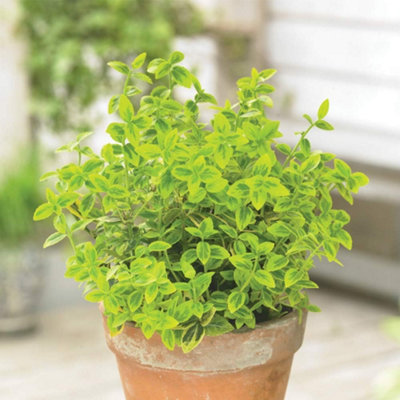 Euonymus Emerald & Gold 3 Litre Potted Plant x 1