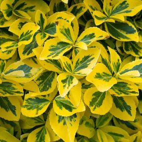 Euonymus Emerald Gold Garden Shrub - Golden Foliage, Compact Size, Hardy (15-30cm Height Including Pot)