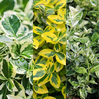 Euonymus fortunei 3 x Plant Mix - Hardy Evergreen Spindle Tree Garden Shrubs - Low Maintenance Outdoor Hedging Plants