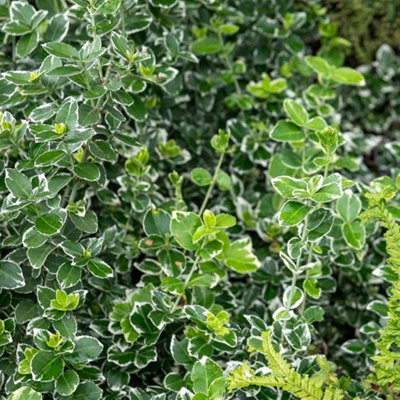 euonymus-fortunei-emerald-gaiety-variegated-evergreen-groundcover