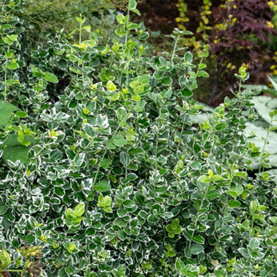 euonymus-fortunei-emerald-gaiety-variegated-evergreen-groundcover