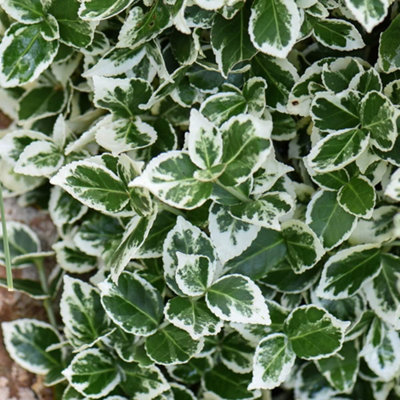 Euonymus Fortuneii Emerald Gaiety 3 Litre Potted Plant x 1