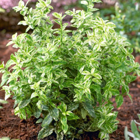 Euonymus Harlequin Garden Shrub - Variegated Foliage, Compact Size (20-30cm Height Including Pot)