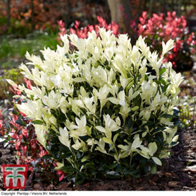 Euonymus Himalaya, Evergreen Spindle, Japanese Spindle Tree 9cm Pot x 3