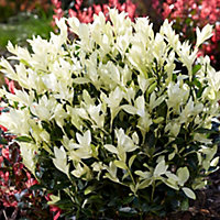 Euonymus Himalaya - Japanese Spindle, Cream Flowers, Evergreen, Hardy (20-30cm Height Including Pot)