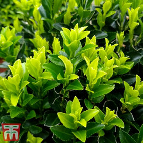 Euonymus jap. Green Spire 9cm Potted Plant x 1