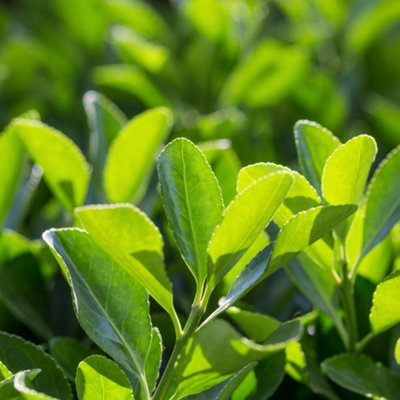 Euonymus 'Jean Hugues' 60/80cm Root ball 20 Pack - Hedges Direct