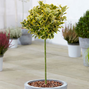 Euonymus Marieke Patio Tree - Stunning Variety, Ideal for UK Gardens, Compact Size (2-3ft)