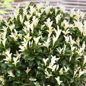 Euonymus Paloma Blanca Garden Shrub - White Flowers, Compact Size (10-30cm Height Including Pot)