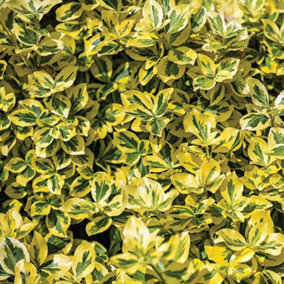 Euonymus Standard Emerald & Gold 3 Litre Potted Plant x 2