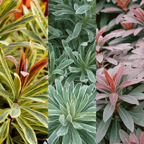 Euphorbia 3 Plant Collection in 9cm Pots - Herbaceous Perennials - Mixed Colours