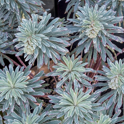 Euphorbia 3 Plant Collection in 9cm Pots - Herbaceous Perennials - Mixed Colours