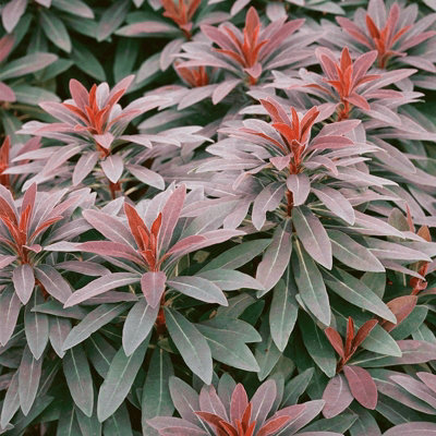 Euphorbia 3 Plant Collection in 9cm Pots - Herbaceous Perennials - Mixed Colours - 3