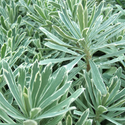 Euphorbia 3 Plant Collection in 9cm Pots - Herbaceous Perennials - Mixed Colours - 4