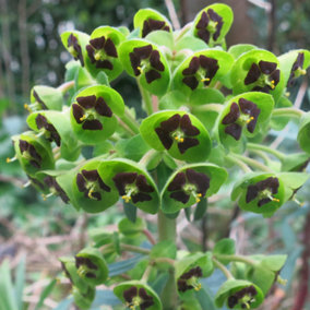 Euphorbia Black Pearl - Lime Green Cup-Shaped Flowers, Hardy Plant, Easy Care (15-30cm Height Including Pot)