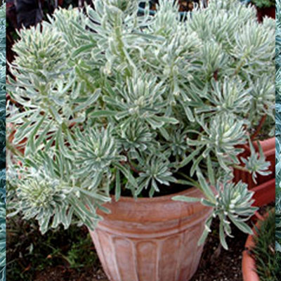 Euphorbia Glacier Blue - Bright Foliage, Evergreen Shrub, Hardy (20-30cm Height Including Pot)