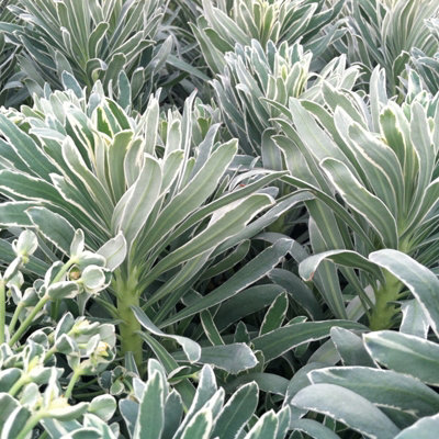Euphorbia Glacier Blue in 9cm Pot - Herbaceous Perennial Plant