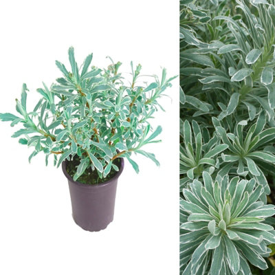 Euphorbia Glacier Blue in 9cm Pot - Herbaceous Perennial Plant