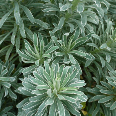 Euphorbia Glacier Blue in 9cm Pot - Herbaceous Perennial Plant - 4