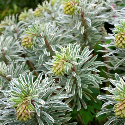 Euphorbia Glacier Blue in 9cm Pot - Herbaceous Perennial Plant - 5