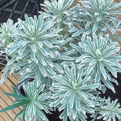 Euphorbia Glacier Blue in 9cm Pot - Herbaceous Perennial Plant - 6