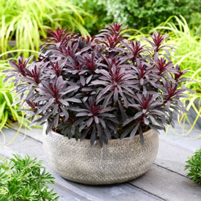 Euphorbia Miner's Merlot Established Plant in a 9cm Pot