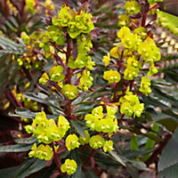 Euphorbia Purpurea - Deep Purple Foliage, Lime Green Flowers, Evergreen, Compact Size (20-30cm Height Including Pot)