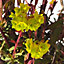 Euphorbia Purpurea - Deep Purple Foliage, Lime Green Flowers, Evergreen, Compact Size (20-30cm Height Including Pot)