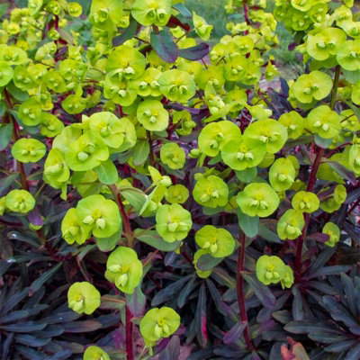 Euphorbia Purpurea in 9cm Pot - Herbaceous Perennial - Spring/Summer Flowering