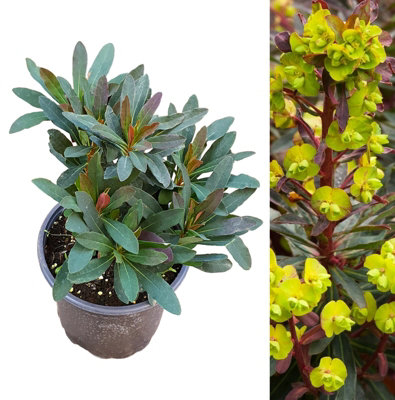 Euphorbia Purpurea in 9cm Pot - Herbaceous Perennial - Spring/Summer Flowering