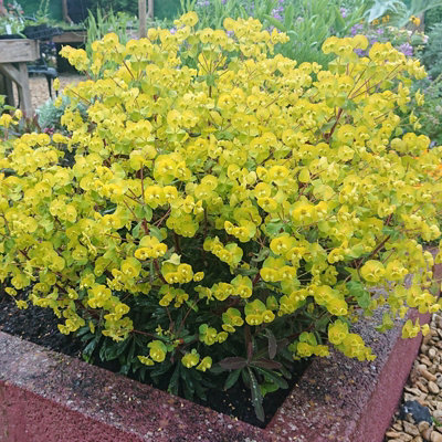 Euphorbia Purpurea in 9cm Pot - Herbaceous Perennial - Spring/Summer Flowering - 3