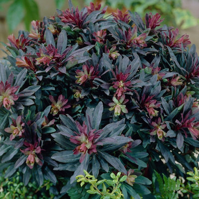 Euphorbia Purpurea in 9cm Pot - Herbaceous Perennial - Spring/Summer Flowering - 4