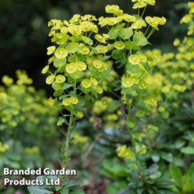 Euphorbia Robbiae 1 Litre Potted Plant x 1