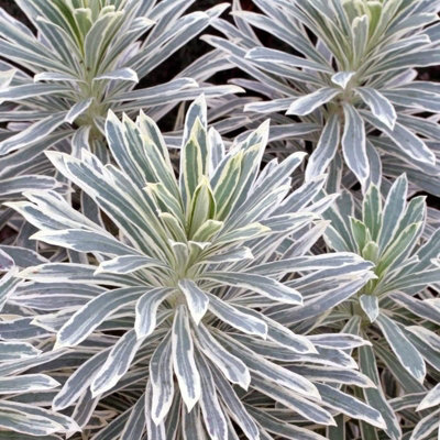Euphorbia Silver Swan in 9cm Pot - Herbaceous Perennial Plant