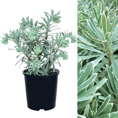 Euphorbia Silver Swan in 9cm Pot - Herbaceous Perennial Plant