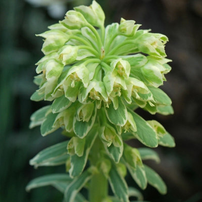 Euphorbia Silver Swan in 9cm Pot - Herbaceous Perennial Plant - 3
