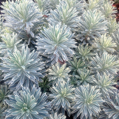 Euphorbia Silver Swan in 9cm Pot - Herbaceous Perennial Plant - 4