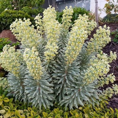 Euphorbia Silver Swan in 9cm Pot - Herbaceous Perennial Plant - 6
